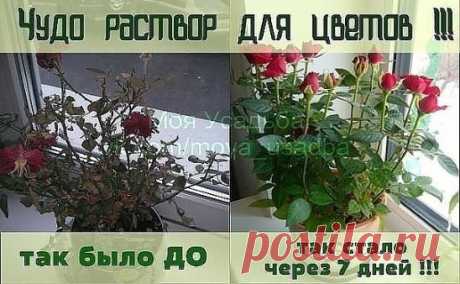 Погибал комнатный цветок на глазах и шансов на спасение все было меньше и меньше. И тогда я вспомнила совет, который давно получила от увлеченного цветовода.
Все больные и плохо развивающиеся растения поливать следующим раствором:   1`яичный белок залить  в 1 стаканом теплой воды настоять неделю. Затем развести в 2 л. воды.  
Если цветов много разведите 5-6 яичных белков залейте 1 л теплой воды и настаивайте неделю. Затем развести в 10 л воды.
Полила этим чудо-раствором не только погибающий цвет