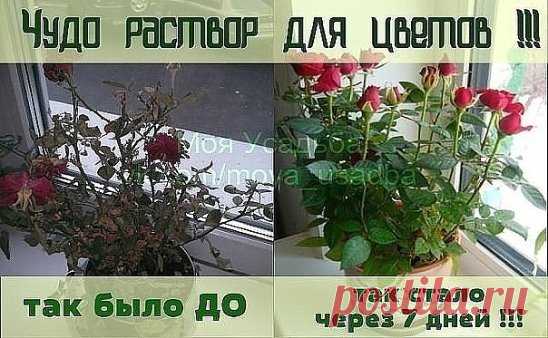 Погибал комнатный цветок на глазах и шансов на спасение все было меньше и меньше. И тогда я вспомнила совет, который давно получила от увлеченного цветовода.
Все больные и плохо развивающиеся растения поливать следующим раствором:   1`яичный белок залить  в 1 стаканом теплой воды настоять неделю. Затем развести в 2 л. воды.  
Если цветов много разведите 5-6 яичных белков залейте 1 л теплой воды и настаивайте неделю. Затем развести в 10 л воды.
Полила этим чудо-раствором не только погибающий цвет