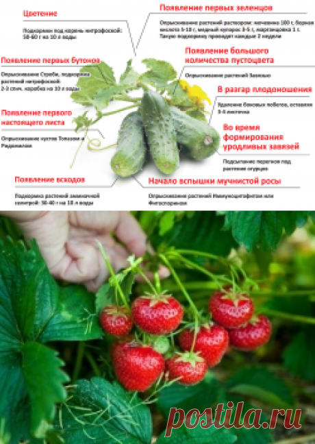 Простой уход за огурцами