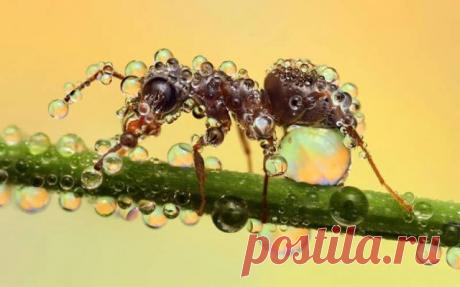 (99) Одноклассники