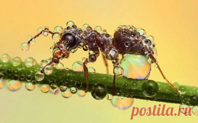 (99) Одноклассники