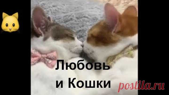 Любовь и Кошки. Отношения. Интересная подборка ко дню влюбленных
