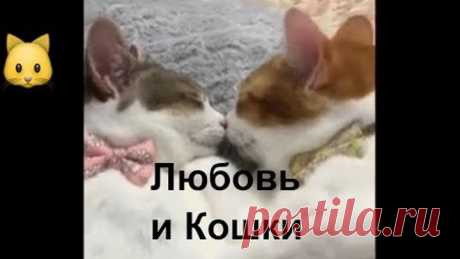Любовь и Кошки. Отношения. Интересная подборка ко дню влюбленных