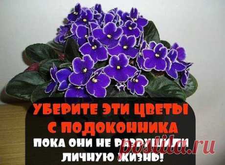 УБЕРИТЕ ЭТИ ЦВЕТЫ С ПОДОКОННИКА, ПОКА ОНИ НЕ РАЗРУШИЛИ ЛИЧНУЮ ЖИЗНЬ
.
Когда узнала, сразу же убрала их с подоконника! И вы знаете, это помогло! Я перестала ссориться с мужем и наладила отношения с дочерью-подростком. Удивительная вещь , не так ли ?
Хотите узнать, какие еще цветы влияют на отношения в семье? Тогда Вам именно сюда.
Самым известным семейным провокатором можно назвать….Продолжение смотри тут —► ok.ru/smail.tm
подробнее