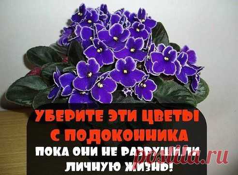 УБЕРИТЕ ЭТИ ЦВЕТЫ С ПОДОКОННИКА, ПОКА ОНИ НЕ РАЗРУШИЛИ ЛИЧНУЮ ЖИЗНЬ
.
Когда узнала, сразу же убрала их с подоконника! И вы знаете, это помогло! Я перестала ссориться с мужем и наладила отношения с дочерью-подростком. Удивительная вещь , не так ли ?
Хотите узнать, какие еще цветы влияют на отношения в семье? Тогда Вам именно сюда.
Самым известным семейным провокатором можно назвать….Продолжение смотри тут —► ok.ru/smail.tm
подробнее