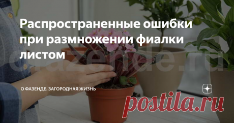 Распространенные ошибки при размножении фиалки листом Неопытные цветоводы часто допускают серьезные ошибки при размножении фиалки листом. Они заключаются в неправильном отделении черенка от куста, подготовке почвы и укоренении.
