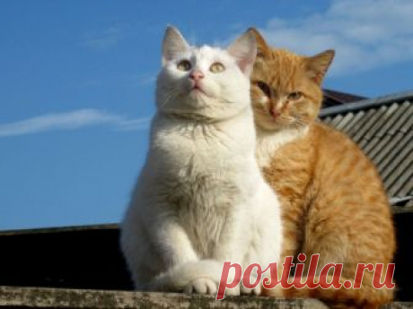 Как наш пес помог коту завоевать даму сердца. Смеялась до слез! У нас в доме живут, по словам мужа, две скотины. Одна – большой, лохматый, черный как смоль ризеншнауцер Фред, а вторая – наглая рыжая морда под названием Мурз. Первый скотина потому, что прожорлив как стадо крокодилов, а второй – потому, что делает, что хочет и имел нас с мужем в виду...