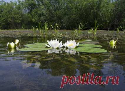 Цветы - обои на рабочий стол бесплатно