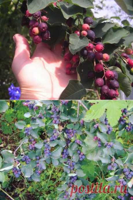 У вас еще не растет ирга? Посадите обязательно!