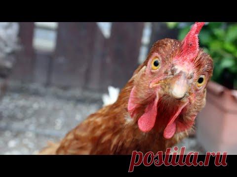 Куры замарашки