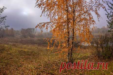 про туман, рожь, лето и иван-чай. Фотограф Марина Мурашова