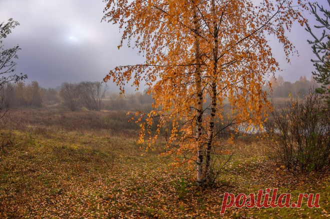 про туман, рожь, лето и иван-чай. Фотограф Марина Мурашова
