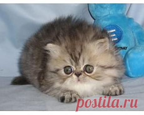 Что нужно кошке?