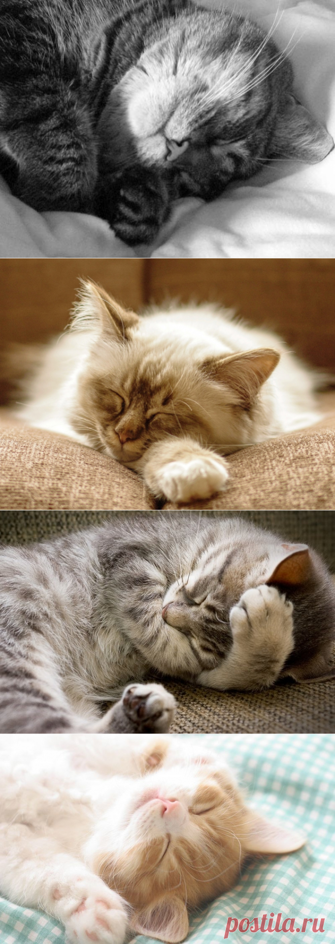 Сладкий сон