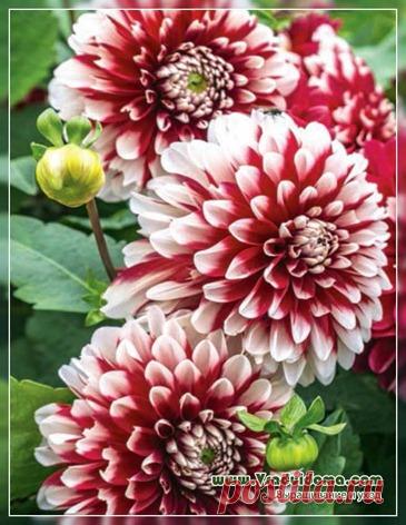 Георгины (фото) простое выращивание - правильный уход и размножение | Сайт о саде, даче и комнатных растениях.