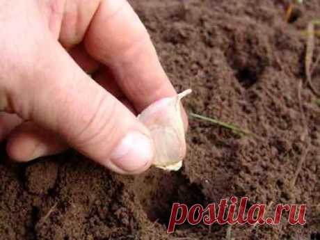 Работающая идея посадки чеснока. Полезно знать даже огородникам со стажем «Поглубже посадишь — побольше соберёшь!», — так говорили наши бабушки.

И были правы.



К примеру, нужно посадить чеснок так, чтобы он не замерз зимой, но и прел летом на слишком большой глубине. Но все же не стоит воспринимать эти слова буквально. Хоть они верны и в буквальном смысле, значен