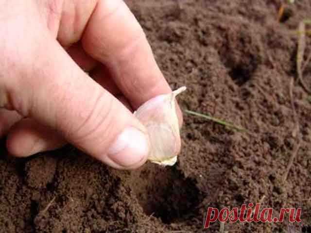 Работающая идея посадки чеснока. Полезно знать даже огородникам со стажем «Поглубже посадишь — побольше соберёшь!», — так говорили наши бабушки.

И были правы.



К примеру, нужно посадить чеснок так, чтобы он не замерз зимой, но и прел летом на слишком большой глубине. Но все же не стоит воспринимать эти слова буквально. Хоть они верны и в буквальном смысле, значен