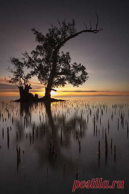 Unstrung Bow by Francis Galdones | Tree & Path
