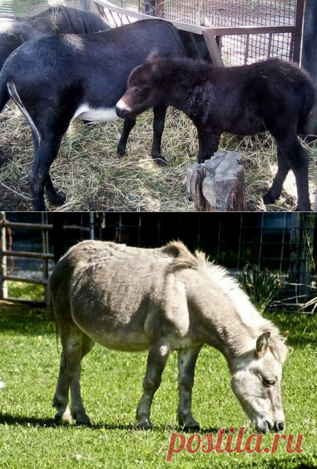 Послик родился! В зоосаде приключился редкий казус. | Природа Северо-Запада | Яндекс Дзен