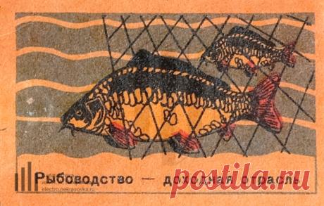 Рыбоводство - доходная отрасль