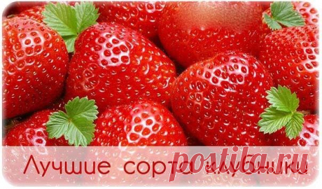 ЛУЧШИЕ СОРТА КЛУБНИКИ