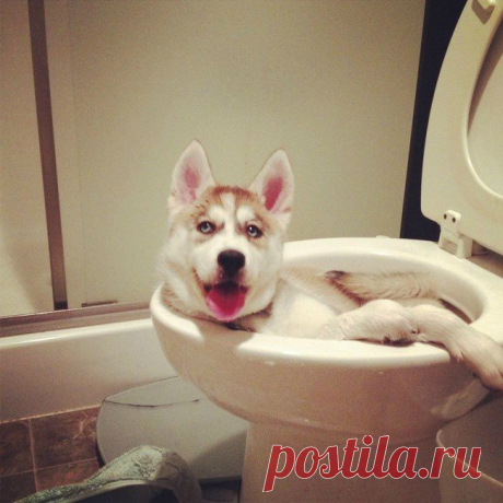 18 животных, которые не ждали, что хозяин придет так рано