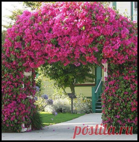 Садовая арка. Выбор конструкции и растений для садовой арки.