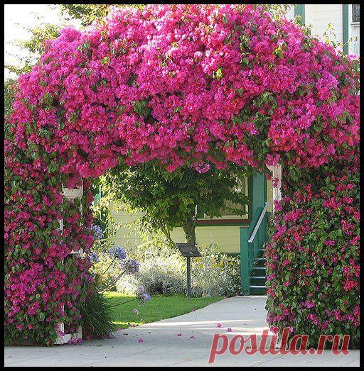 Садовая арка. Выбор конструкции и растений для садовой арки.