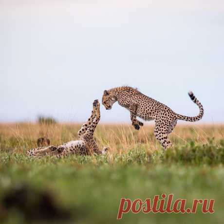 Уилл Беррард-Лукас