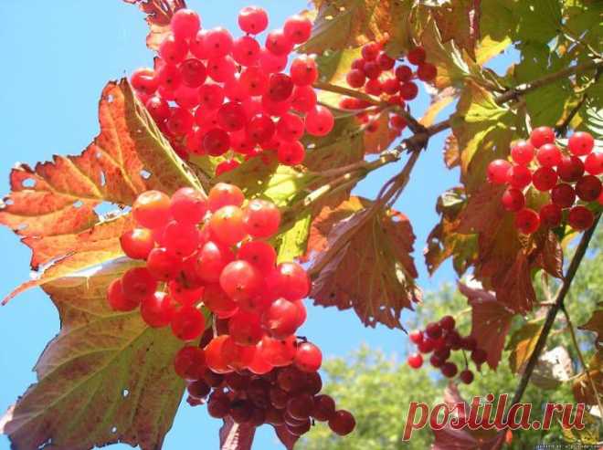 Поэт: Поперечный А. Г.

Алым в лесах зарябило.
Это рябина, рябина.
Это за дальним овином
Песня, как клич журавлиный.
Плачет гармонь на пароме,
Ветка рябины — на доме,
Ветка рябины — на память
Вдруг обожжет, словно пламя.
Алая ветка рябины…
Нашей любви именины.
Только все кончилось это,
Словно недолгое лето.
А на реке, в глухомани,
Бакены вспыхнут в тумане
Светом рябиновым, алым…
Так нам отпущено мало.