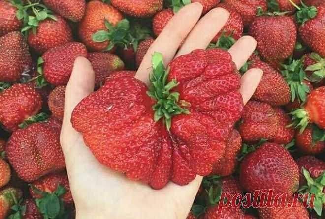 ПРОСТОЙ РЕЦЕПТ ПОДКОРМКИ КЛУБНИКИ ДЛЯ БОГАТОГО УРОЖАЯ Клубника может давать щедрый урожай — ягода всегда будет крупной, сочной и красивой.

Для этого кусты клубники нужно поливать особой подкормкой. Я давно использую эти рецепты и всегда довольна урожаем. Почему бы и вам не воспользоваться?!

Сохрани, чтобы не потерять!
В первый раз кусты клубники