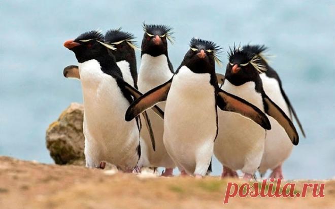 20 крутых животных, которые будто позируют для обложки музыкальных альбомов