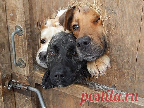 Так любить и ждать вас могут только собаки.
Это лучшее фото! Оно такое доброе! Поставьте класс, пусть добро шагает по земле!

детский хор – дружба верная