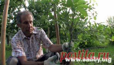 Как правильно посадить дерево? - Ландшафтный дизайн своими руками - идеи для дизайна сада