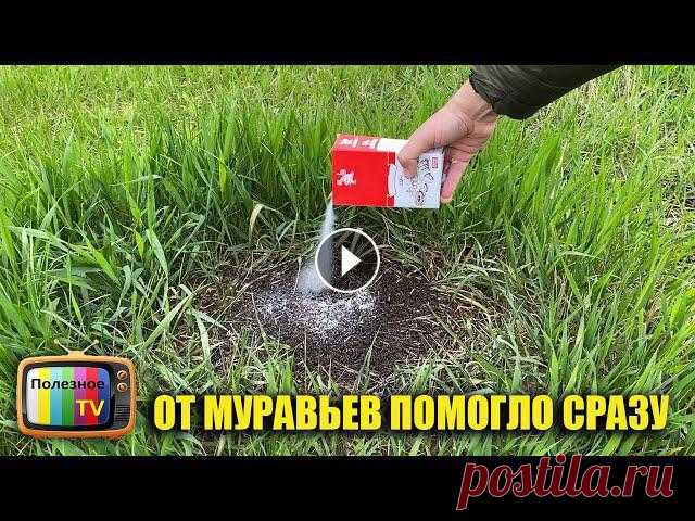 ✔ Моя страница в Инстаграм - https://www.instagram.com/poleznoe_tv/ ✔ Мой фейсбук - https://www.facebook.com/poleznoetv/?ref=Footer КРУТОЙ САДОВЫЙ ИНС...