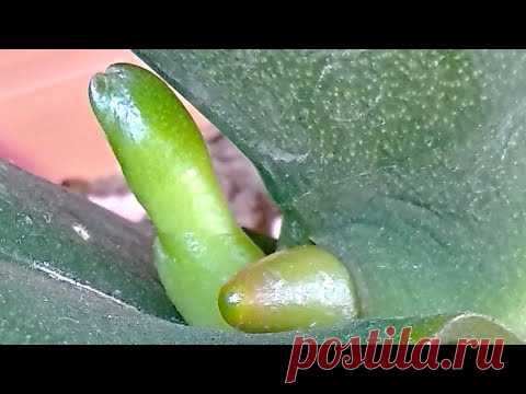 ПОЛОЖИ орхидеи ЛОЖКУ🍋! КОРНИ оживают, ЦВЕТОНОСЫ дружно в ряд! ЛИМОН💛 для ПОЛИВА орхидеи!