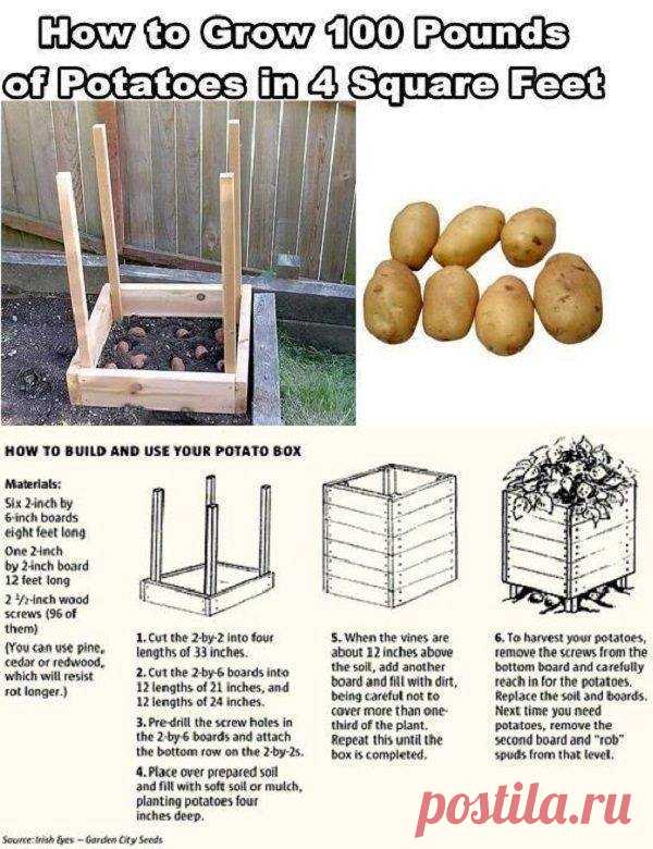 potato-box-1.jpg (600×780)