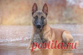 Картинки из тем