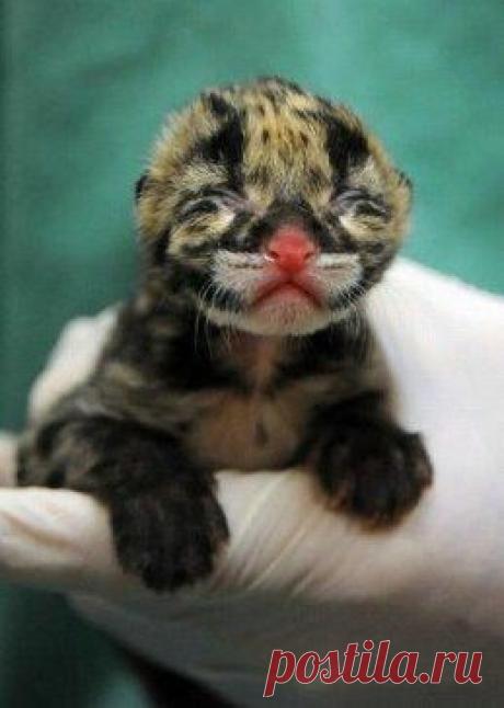 Одноклассники