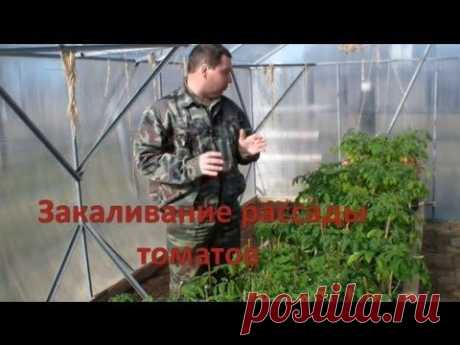 Высадка рассады томатов: 8 полезных видеосюжетов / томаты / 7dach.ru