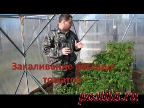Высадка рассады томатов: 8 полезных видеосюжетов / томаты / 7dach.ru