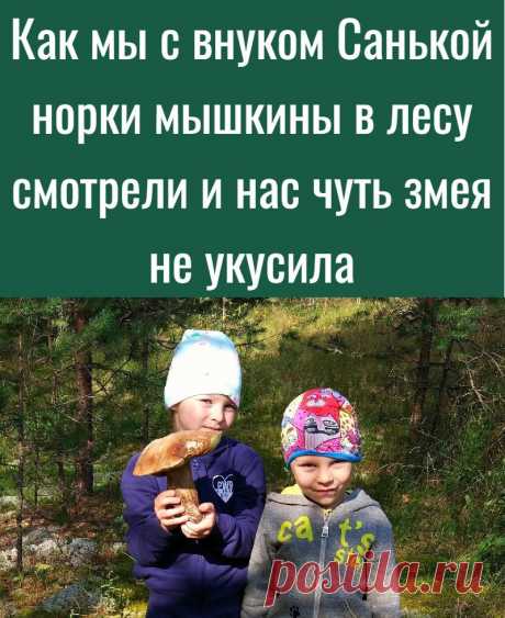 Как мы с внуком Санькой норки мышкины в лесу смотрели и нас чуть змея не укусила