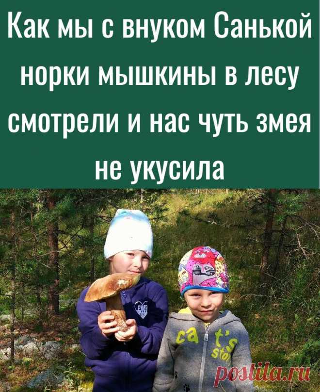 Как мы с внуком Санькой норки мышкины в лесу смотрели и нас чуть змея не укусила