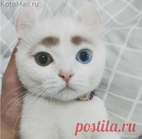 Милота