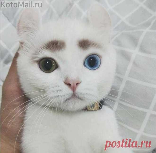 Милота