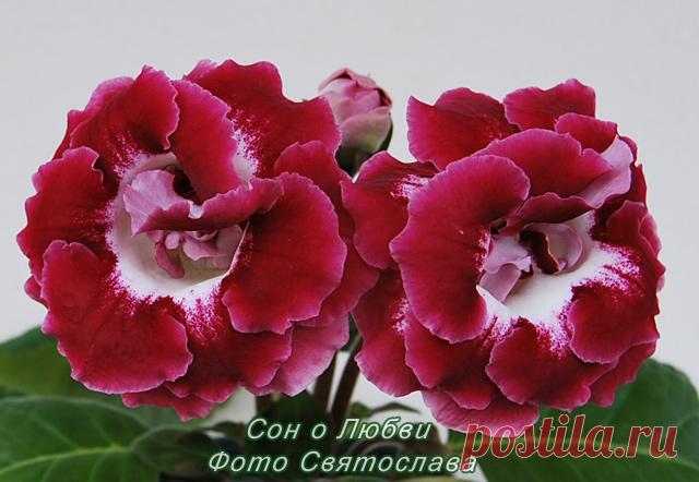 фото глоксинии сон о любви: 7 тыс изображений найдено в Яндекс.Картинках