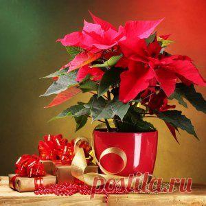 Особенности выращивания "рождественской звезды" (пошаговая инструкция) | Цветы в доме (Усадьба)