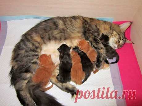 Пост о том как растут котята Мейн Куны | Все о наших питомцах