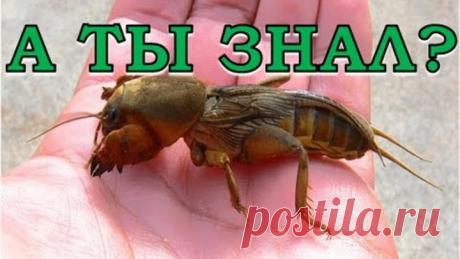 Народные методы борьбы с медведкой