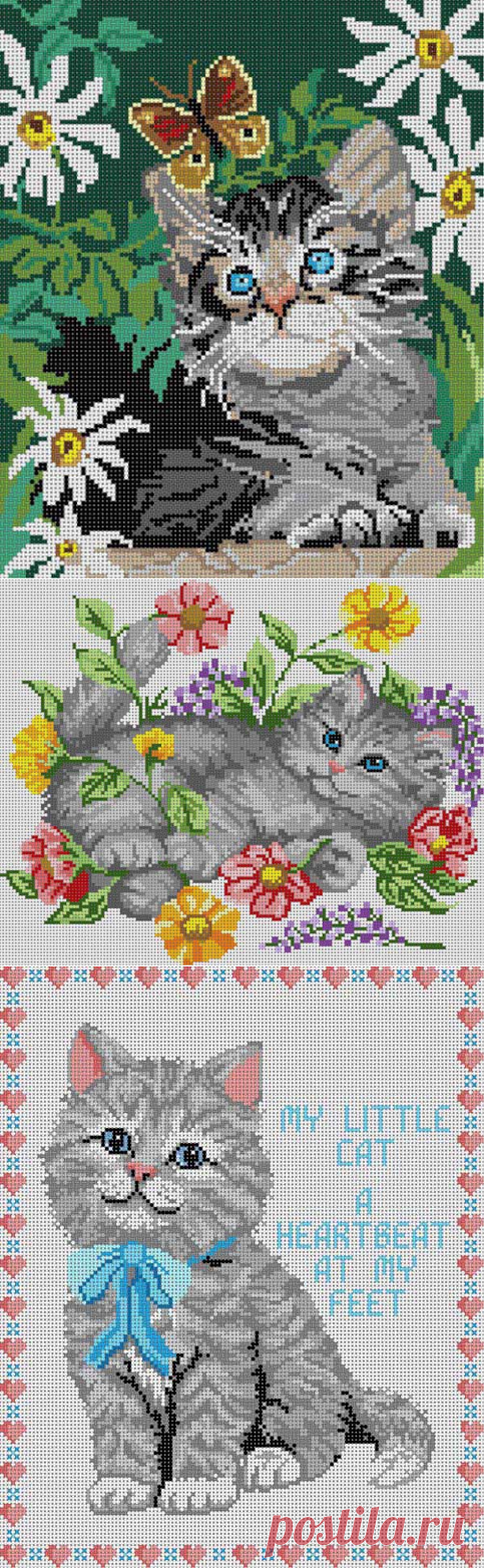 Котики